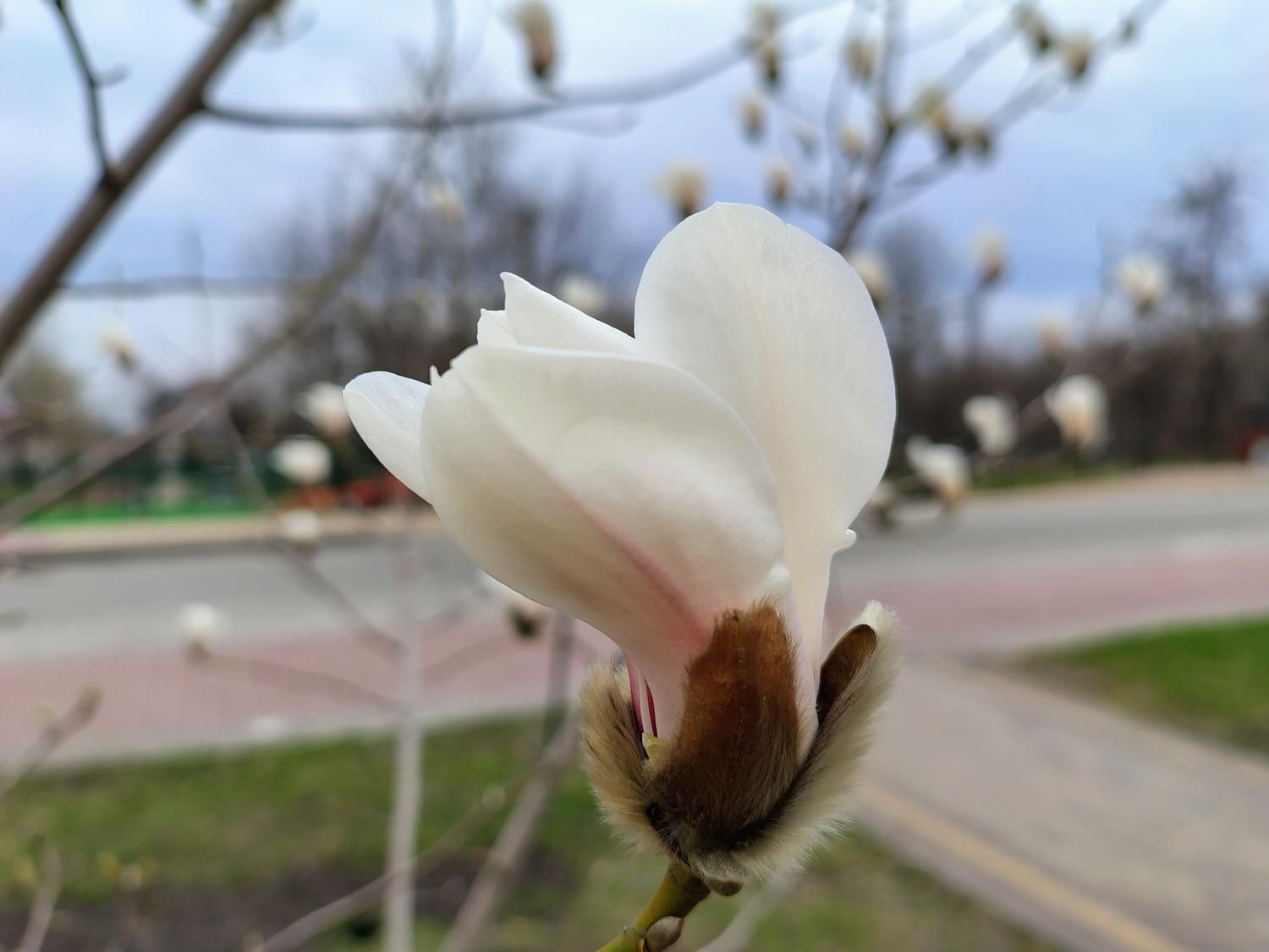 В Киеве расцвели первые сакуры и магнолии: где сделать яркие фото